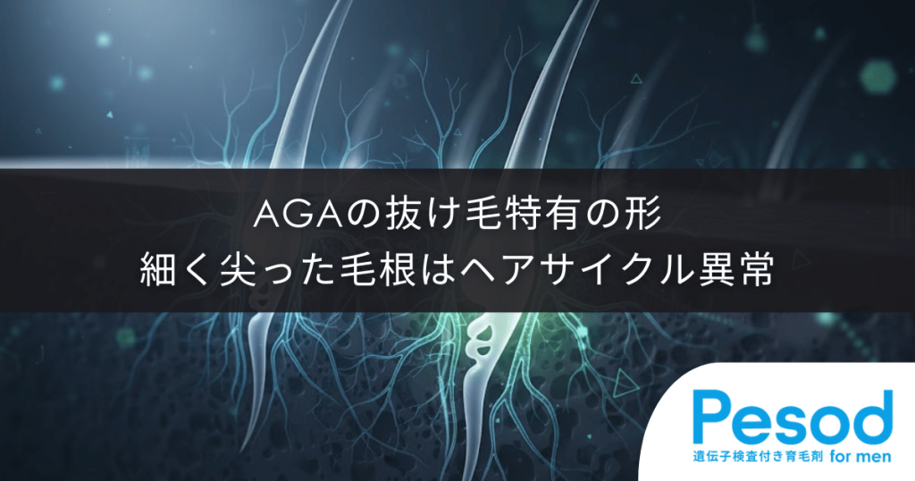 AGAの抜け毛に見られる特有の形｜細く尖った毛根はヘアサイクル異常の証拠
