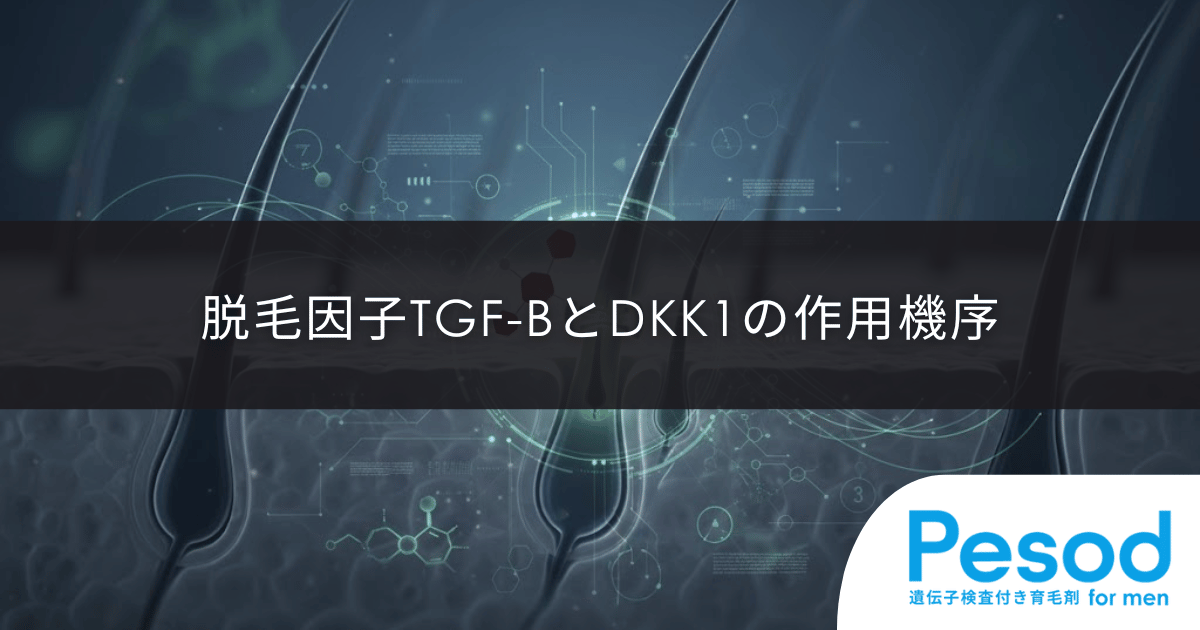 毛包のミニチュア化(軟毛化)現象の全貌|毛母細胞の活動低下で髪が細くなる物理的理由